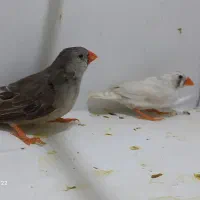 فنچ انگلیسی اورنج ماده