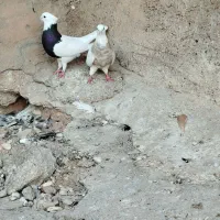 دسته ۲۰ تای