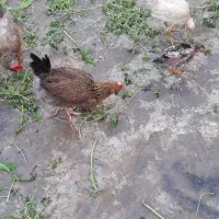 جوجه مرغ ..نیمچه و مرغ محلی