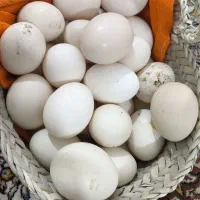 تخم مرغ عربی نطفه دار 100 درصد نطفه محلی