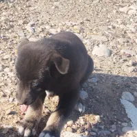 سگ دورگ|سگ|جهرم, |دیوار