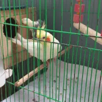 عروس نر و ماده همراه قفس و لانه|پرنده|رشت, سلیمانداراب|دیوار