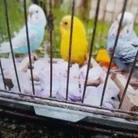 مرغ عشق|پرنده|فومن, |دیوار
