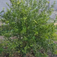 باغچه900متری