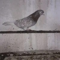 کبوترغریبگیری|پرنده|آمل, |دیوار