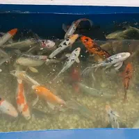 ماهی کوی مولد سایز بزرگ مناسب برکه حوض و آکواریوم