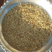 تعداد ۳۰گونی گندم و جو فروشی گندم منی۷۰ جو منی۹۰