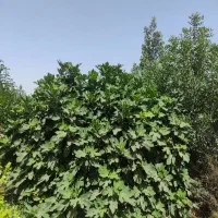 باغچه  اسلامشهر|فروش زمین و ملک کلنگی|اسلام‌شهر, کاشانک|دیوار