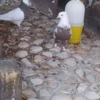 جفت طوق شازده و دم قهوای معاوضه|پرنده|کوهمره, |دیوار