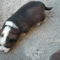 سگ پاکوتاه|سگ|اسلامآباد غرب, |دیوار