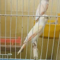 قناری جفت موزایکی