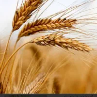 گندومآبیمیهن