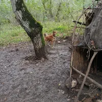 سگ گله درجه یک