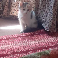 واگذاری فوری گربه۴ماهه