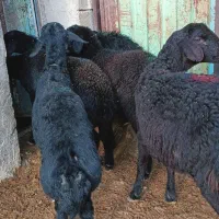 بره ماده قره قزل گوسفند میش قوچ شیشک افشار