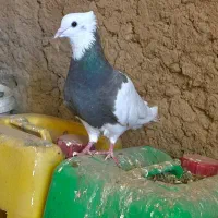 طوقی اجوری ماده