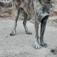 سگ گم شده|حیوانات|فرمهین, |دیوار