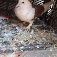 کفتر جوجه کشی.عالی|پرنده|گرمسار, |دیوار