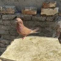 کفتر نوک قنار|پرنده|فردیس, شهرک شهید حسینی|دیوار