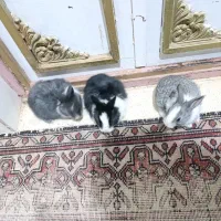 خرگوش خانگی تمیز و زیبا