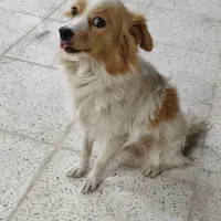 سگ پا کوتاه|سگ|رفسنجان, |دیوار