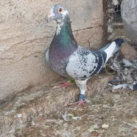 کفتر مسافتی و شناسنامه دار|پرنده|شیراز, رحمت‌آباد|دیوار