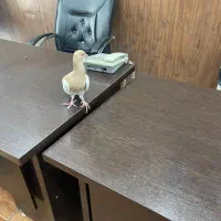 یهودی خارجی همه چی تموم|پرنده|شیراز, امام حسین|دیوار