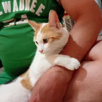 واگذاری‌ گربه