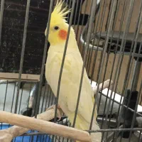 عروس هلندی