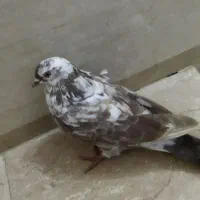 کبوتر پرشی هر قیمتی که مشتری بگه در خدمتم|پرنده|بوکان, |دیوار