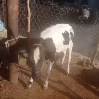 فروش گاو و گوساله|حیوانات مزرعه|بهبهان, |دیوار