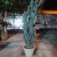 کاکتوس صخره‌ای|گل و گیاه طبیعی|شبستر, |دیوار