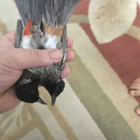 پرنده|پرنده|بندرعباس, |دیوار