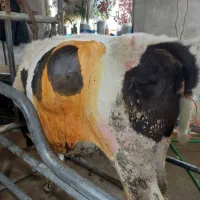 دکتر دامپزشک متخصص گاو و گوسفند،واکسن و سونوگرافی|خدمات پیشه و مهارت|تهران, مشیریه|دیوار