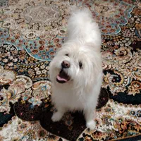 سگ گمشده|حیوانات|اصفهان, زاجان|دیوار