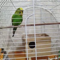 پرنده مرغ عشق|پرنده|چهاردانگه (تهران), |دیوار