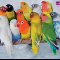 خرید فروش طوطی کوتوله ملنگو گرینچیک شاه طوطی