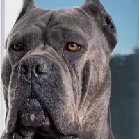 کنکورسو فوق درشت ماستیف ایتالیایی