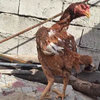 مرغ لاری آستارا