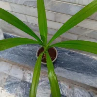 گل طبیعی|گل و گیاه طبیعی|کرمانشاه, |دیوار