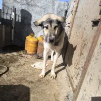 سگپژدر|سگ|سرپل ذهاب, |دیوار