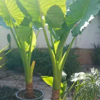 بابا آدم جاینت