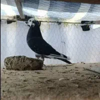 پرش سنگین|پرنده|نقده, |دیوار