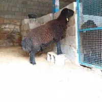 بره قوچ هترو قزل افشار درجه یک یک