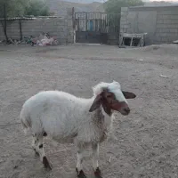 بره نر همو سفید