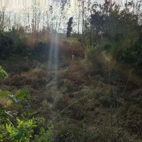 علف زنی تمیز کردن باغ