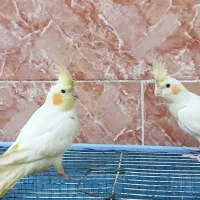 یک جوفت عروس پاریس مست اهلی|پرنده|اهواز, لشکرآباد|دیوار