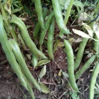 بذر باقله (باقالا) درجه یک یک،تضمینی،زودرس