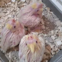 جوجه عروس هلندی|پرنده|ساوه, |دیوار