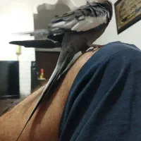 عروس هلندی سخنگو